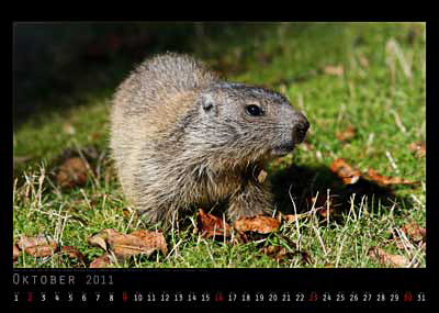 Oktober Foto vom 2cam.net Fotokalender 2011
