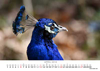 April Foto vom 2cam.net Fotokalender 2014