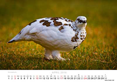 April Foto vom 2cam.net Fotokalender 2016