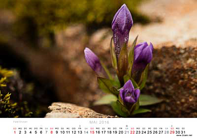 Mai Foto vom 2cam.net Fotokalender 2016