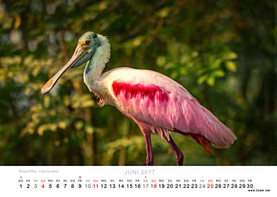 Juni Foto vom 2cam.net Fotokalender 2017